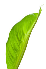 Green leaf partially opened isolated on white background