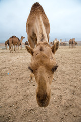 camel - cammello dromedario