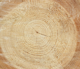 Fototapeta premium Holz Baum Maserung