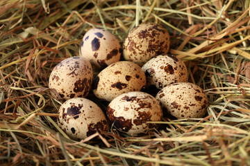 Obraz premium Quail eggs