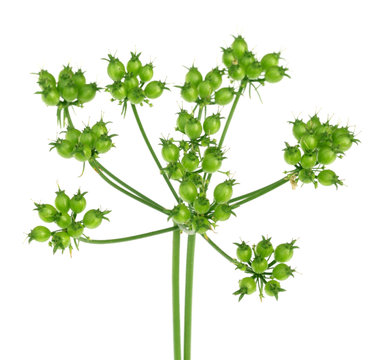 Green Coriander over white background