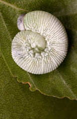 Butterfly Caterpillar on a leaf