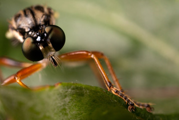 macro of a robber fly