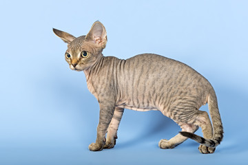 Katzen-Devon-Rex-3531