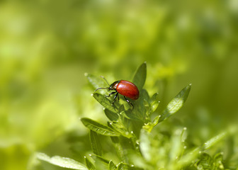 small red bug
