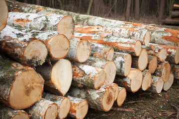 Deforestation