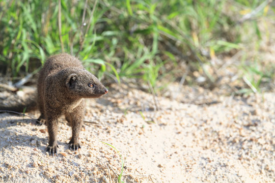Dwarf Mongoose