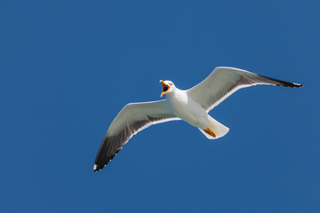 Obraz premium Screeching seagull with a deep blue sky