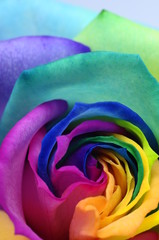 Close up of rainbow rose heart