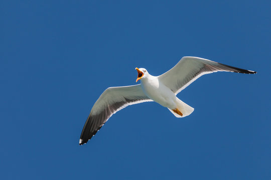 Screeching seagull with a deep blue sky