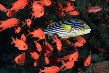 Orient Süsslippe und Soldatenfische