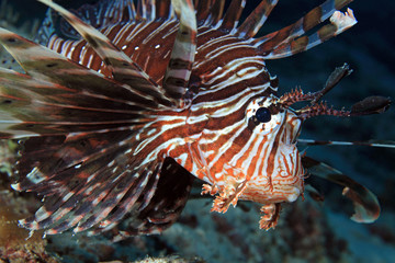 Fototapeta na wymiar Lionfish (Pterois volitans)