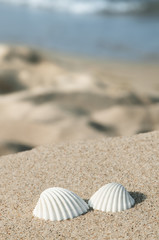 Fototapeta na wymiar Muszle na plaży, wakacjach na wybrzeżu