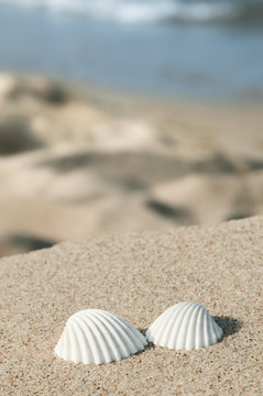 Muscheln am Strand, Sommerurlaub an der K&uuml;ste