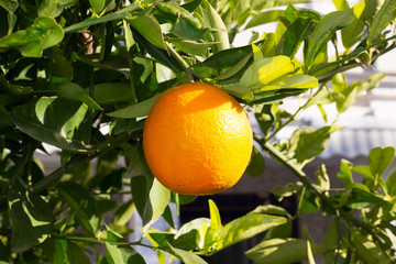 fruit of orange tree hanging ripe in Mediterranean