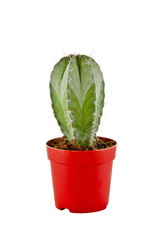 a picture of a small cactus in a pot