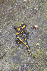 Fire salamander