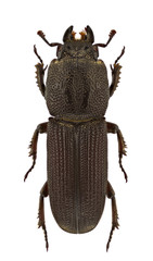Cardanus sulcithorax