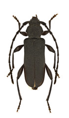 Ropalopus macropus