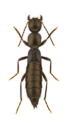 Staphylinidae