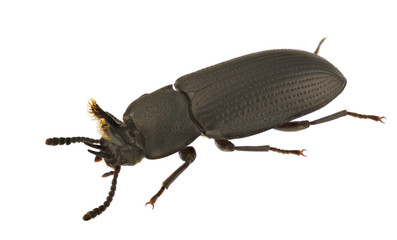 Toxicum quadricornis