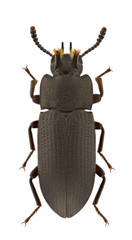 Toxicum quadricornis