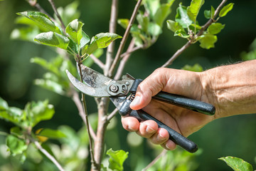 Pruning of  trees with secateurs