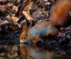 Red Squirrel drinking and reflected in water