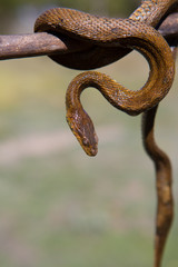 River snake on wooden stick with blurred background