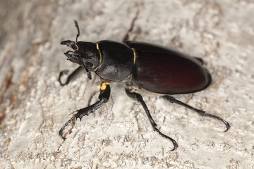 Female Stag beetle, Lucanus cervus on oak, macro photo
