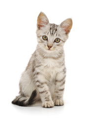 Kitten on a white background