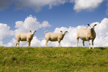 Sheep and lambs