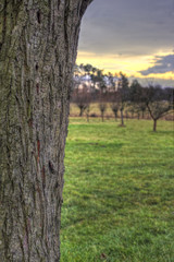 Strain of plum with sunset landscape