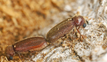 Mating Oligomerus brunneus, extreme close-up