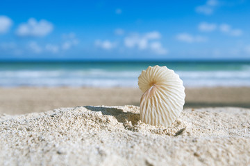 paper nautilus shell  with ocean , beach and seascape
