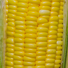 corn close up