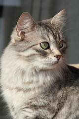 Naklejka na ściany i meble Kobieta Wzór kota syberyjskiego, srebrne włosy