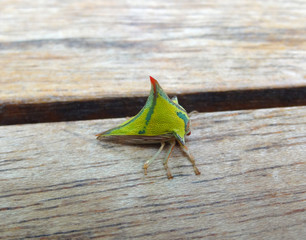 green Treehopper