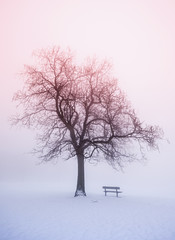 Winter tree in fog at sunrise