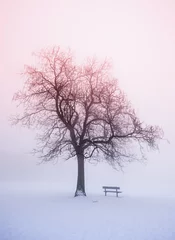 Foto auf Acrylglas Winter Winter tree in fog at sunrise