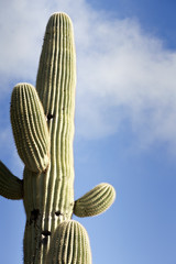 Saguaro Against Sky With Clouds