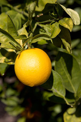 Raindrop on Orange