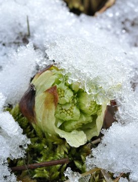 蕗の薹と春の雪