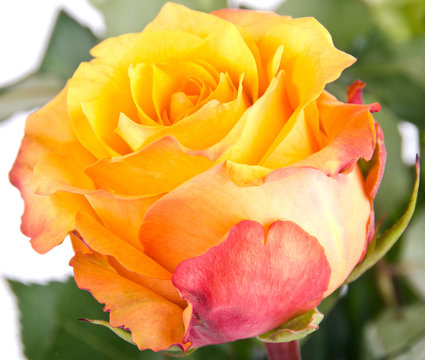 Sch&ouml;ne, gelbe Rose