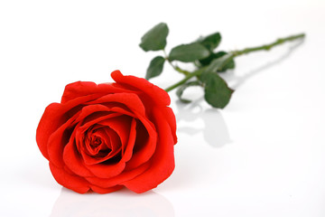 Single red rose flower isolated on white background