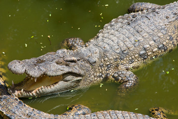 Crocodile
