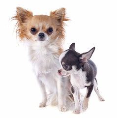puppy and adult chihuahua