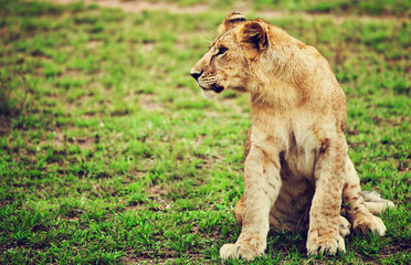 Small lion cub portrait. Safari in Serengeti, Tanzania, Africa
