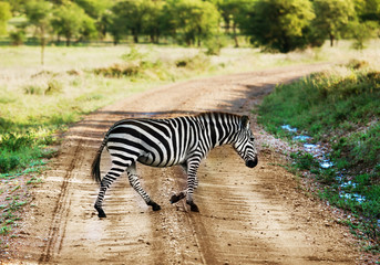 Fototapeta na wymiar Zebra idzie na drogi, na afrykańską sawannę. Safari w Serengeti