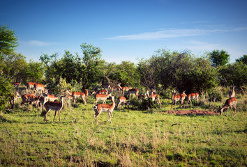 Naklejka na ściany i meble Impala stado na sawannie w Afryce. Safari w Serengeti